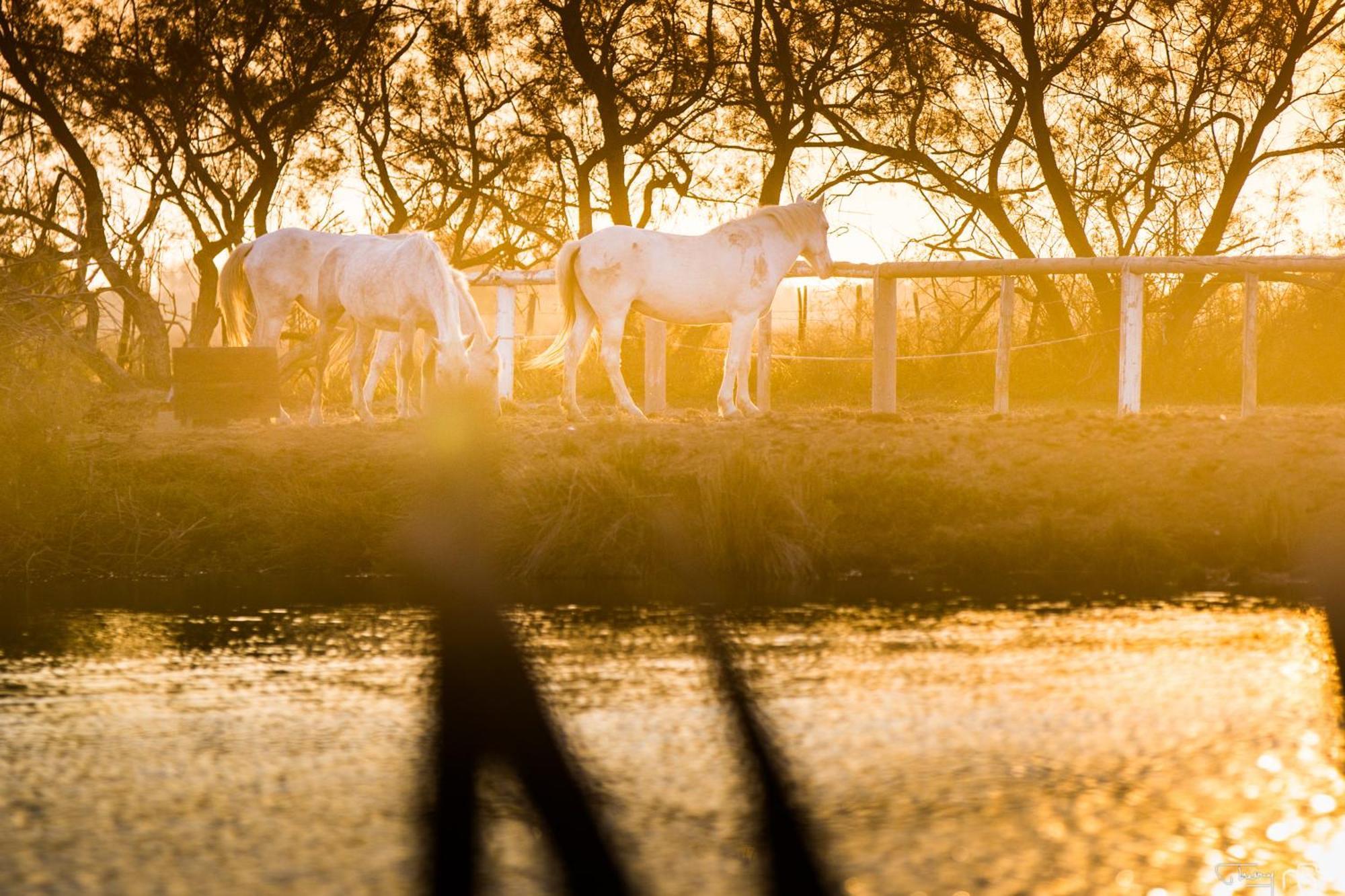 Mas De La Fouque - Hotel & Spa Saintes-Maries-de-la-Mer Exteriér fotografie